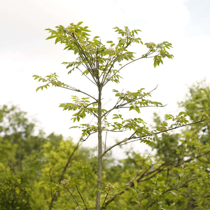 Bienenbaum inkl. 3 Gläser Honig