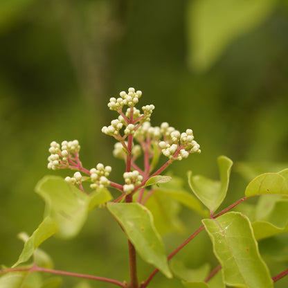 Bienenbaum inkl. 3 Gläser Honig