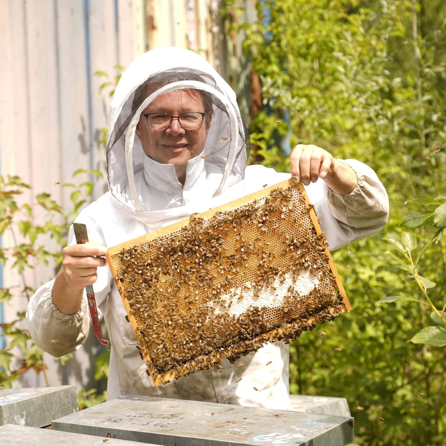 Bienenbaum inkl. 3 Gläser Honig