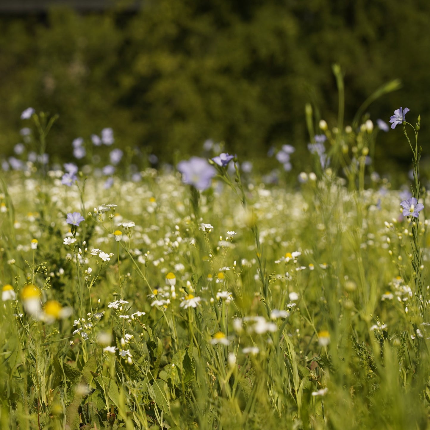 Wildblumenwiese-Patenschaft