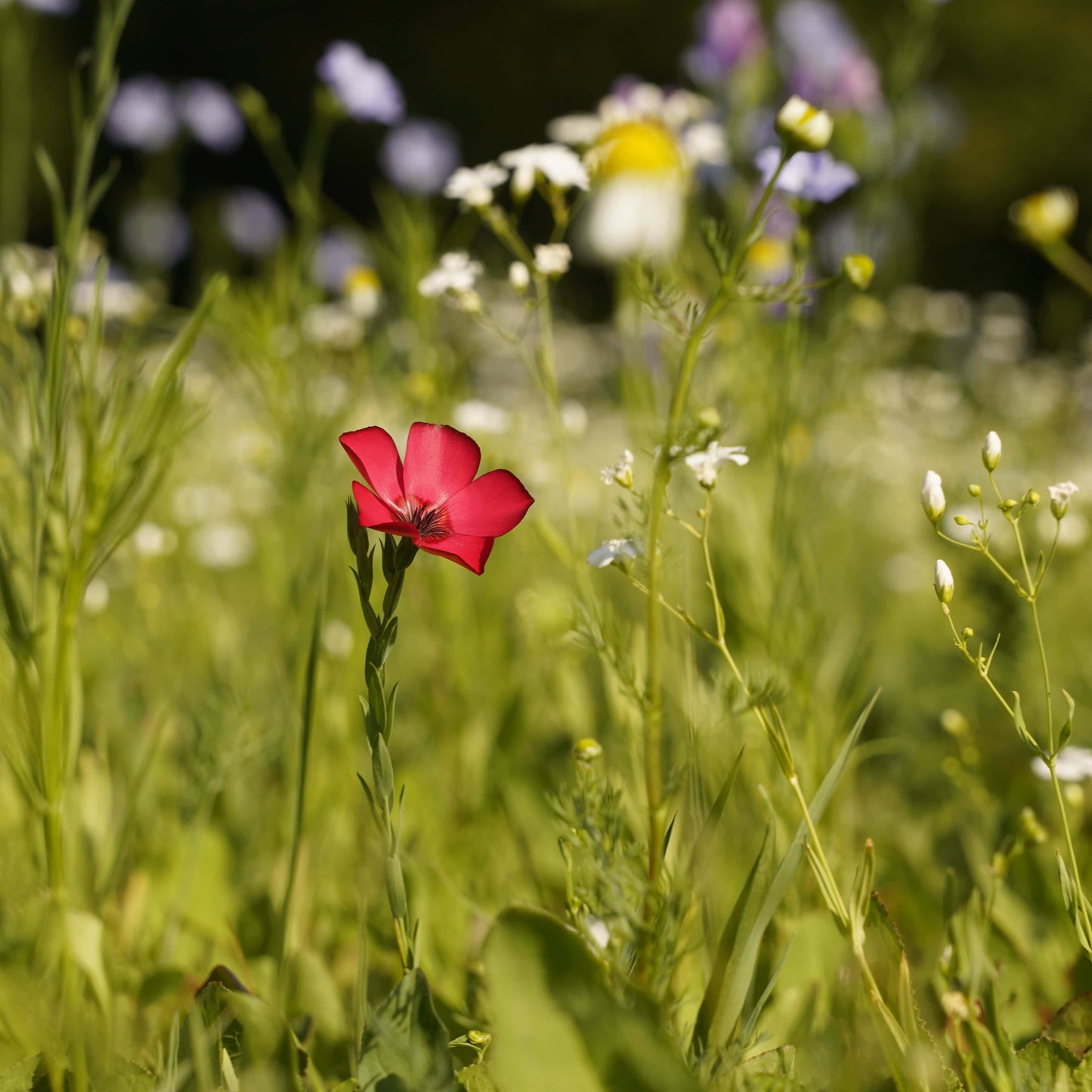 Wildblumenwiese-Patenschaft