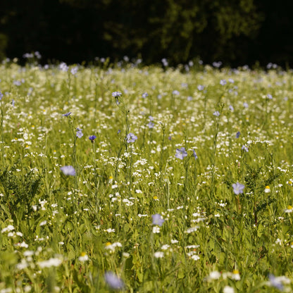 Wildblumenwiese-Patenschaft
