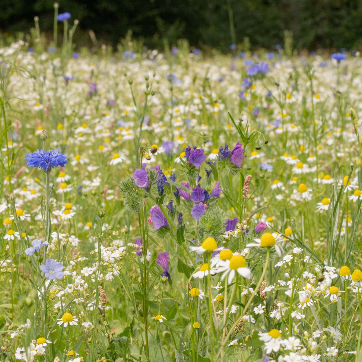 Wildblumenwiese-Patenschaft
