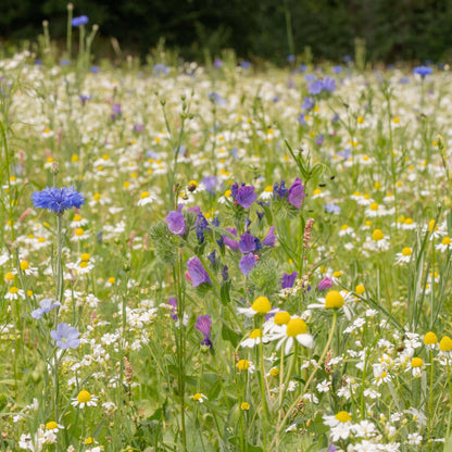 Wildblumenwiese-Patenschaft