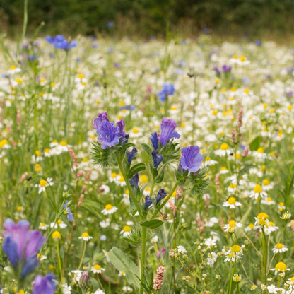 Wildblumenwiese-Patenschaft