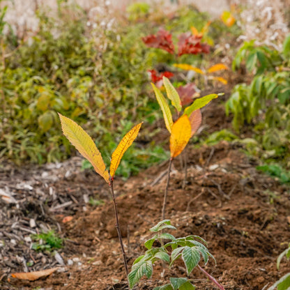 Esskastanie – Artenvielfalt und Nahrungsquelle in einem Baum