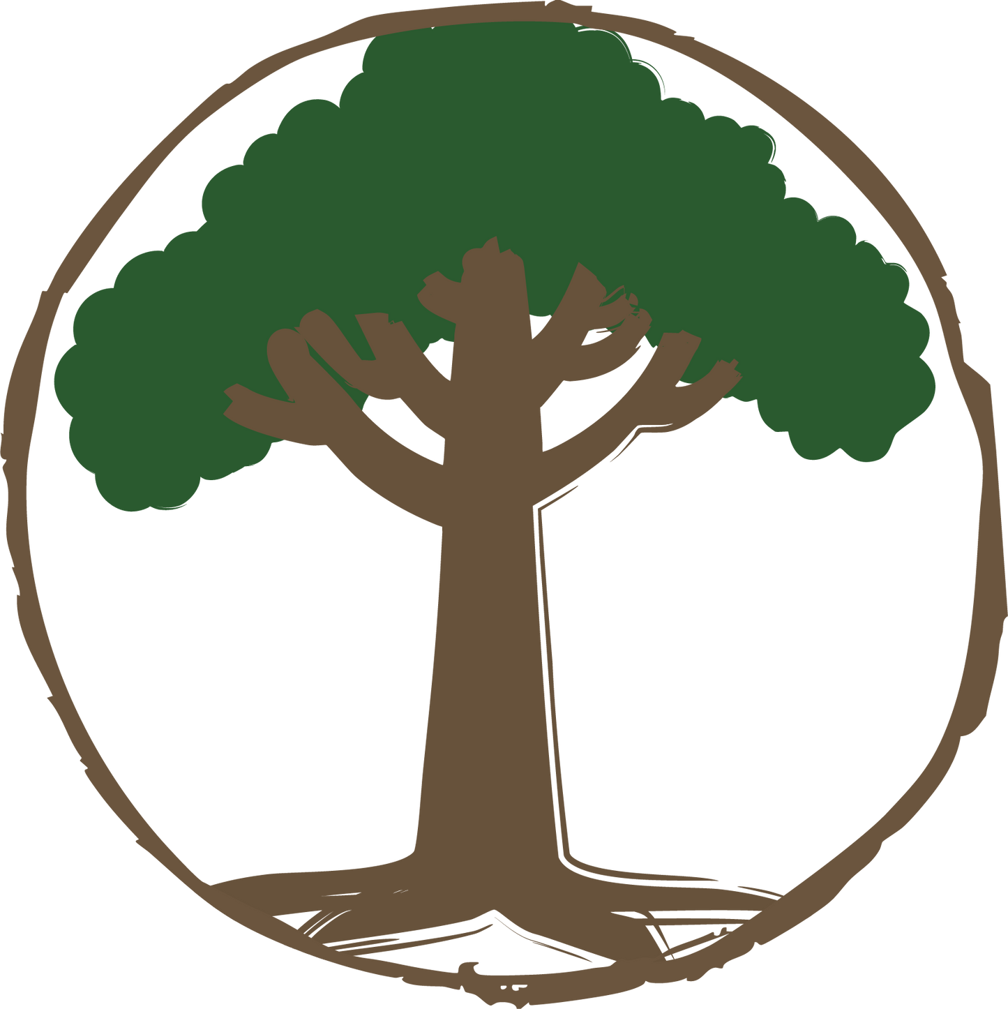 Mammutbaum – Der Riese fürs Klima