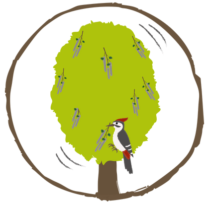 10 Zitterpappeln – Baum des Jahres 2026