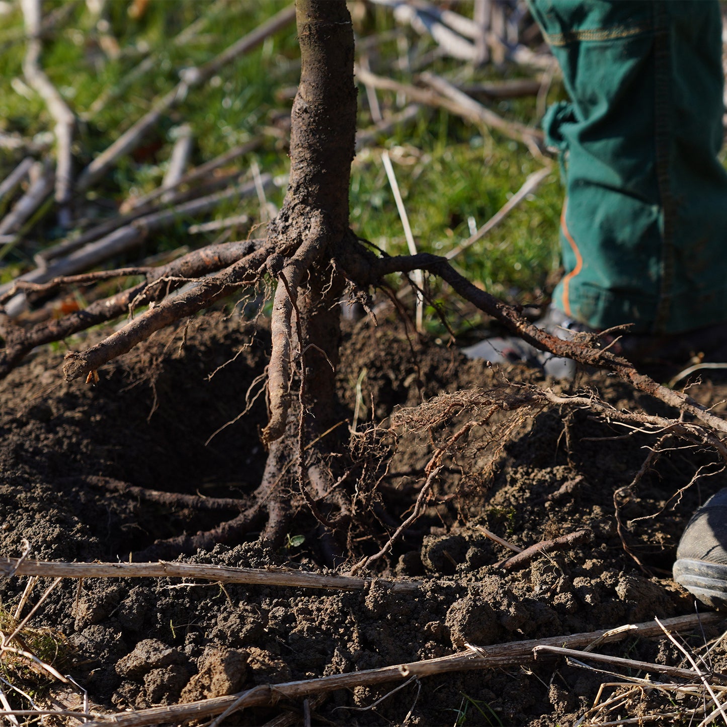 Climate protection contribution for 1 tree