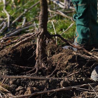 Klimaschutz-Beitrag für 1 Baum