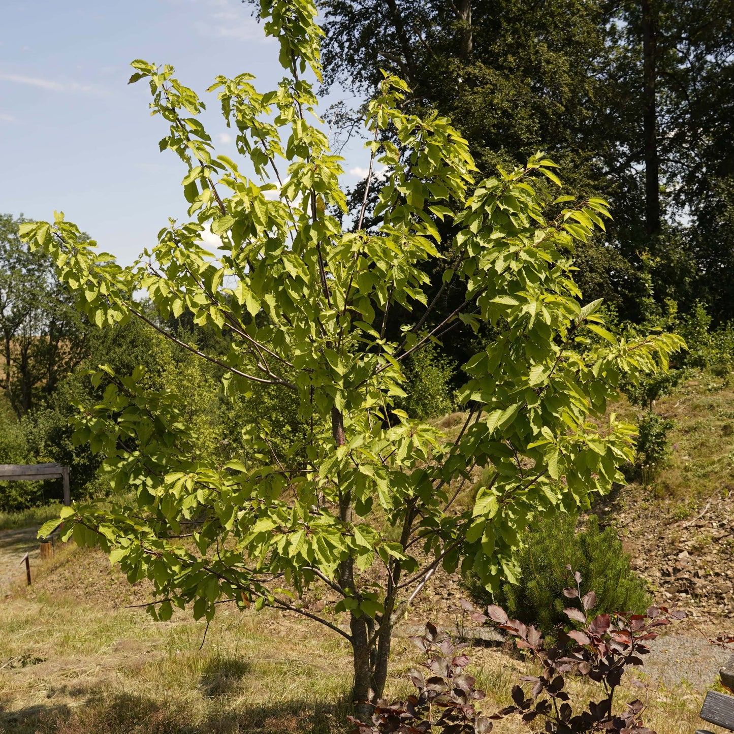 Vogelkirsche – Dein Sommerbaum für Bienen & Vögel