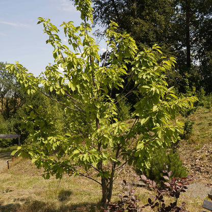 Vogelkirsche – Dein Sommerbaum für Bienen & Vögel