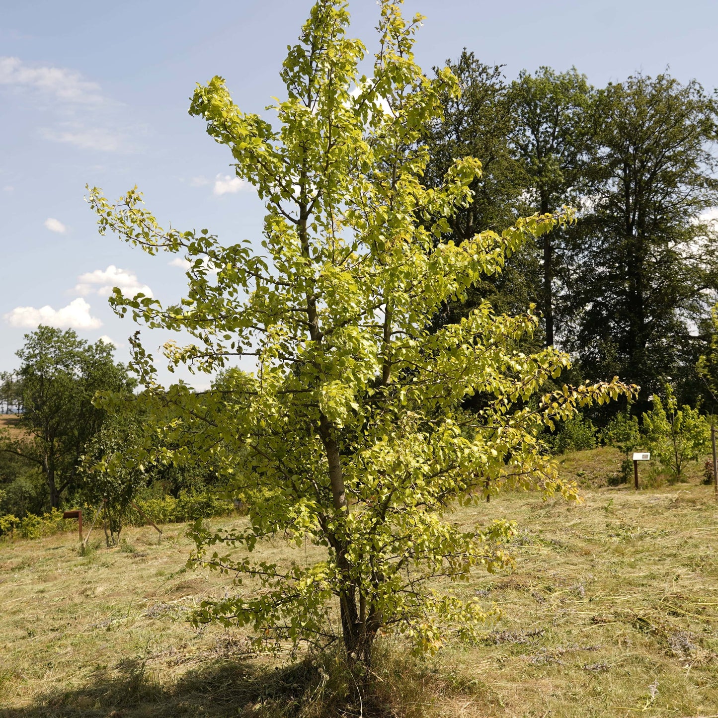 Wildbirnenbaum – Seltene heimische Baumart