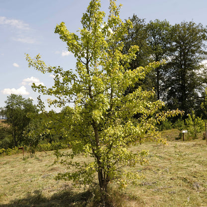 Wildbirnenbaum – Seltene heimische Baumart