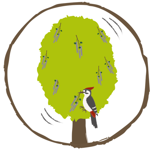 10 Zitterpappeln – Baum des Jahres 2026