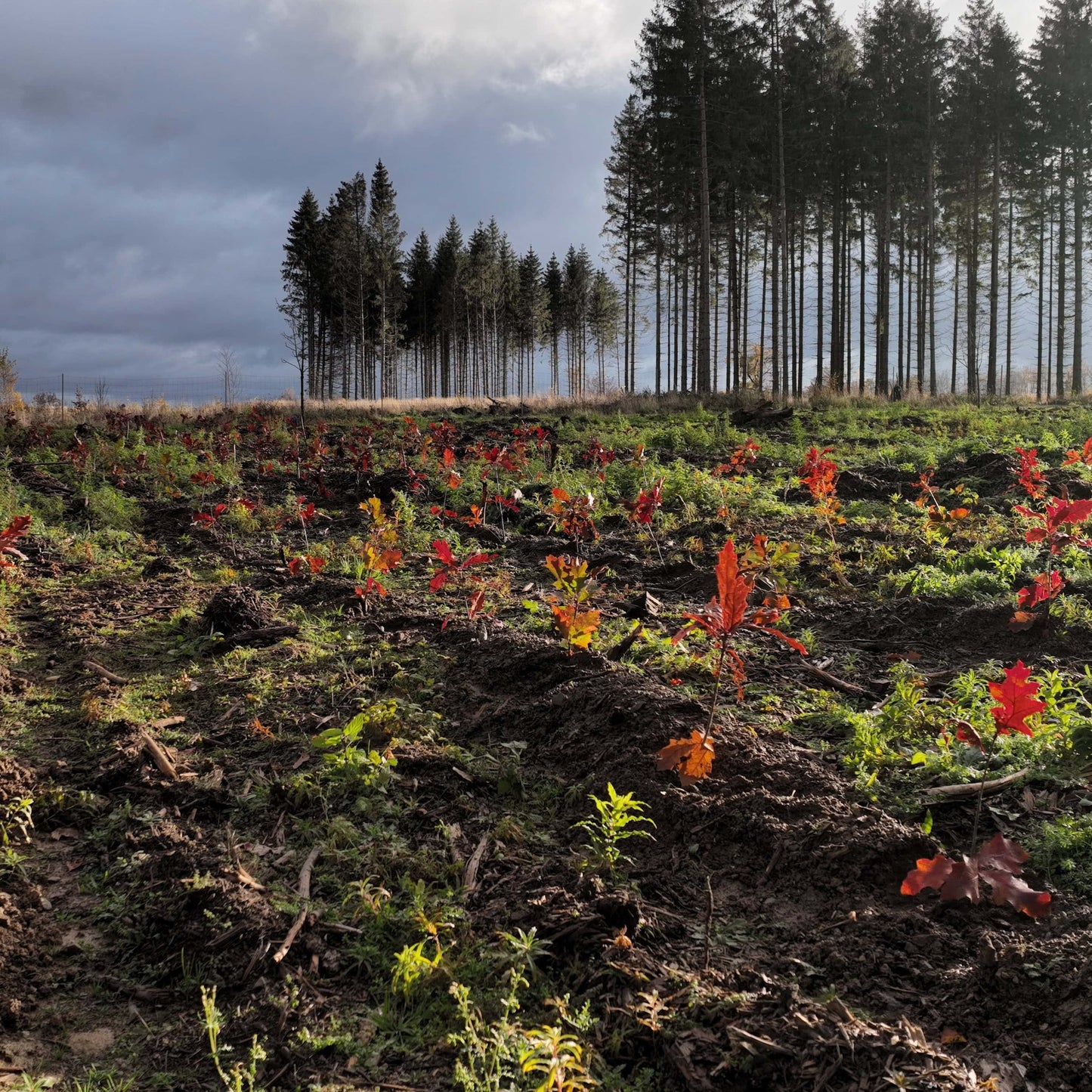 10 Roteichen – Baum des Jahres 2025