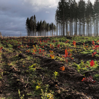 10 Roteichen – Baum des Jahres 2025