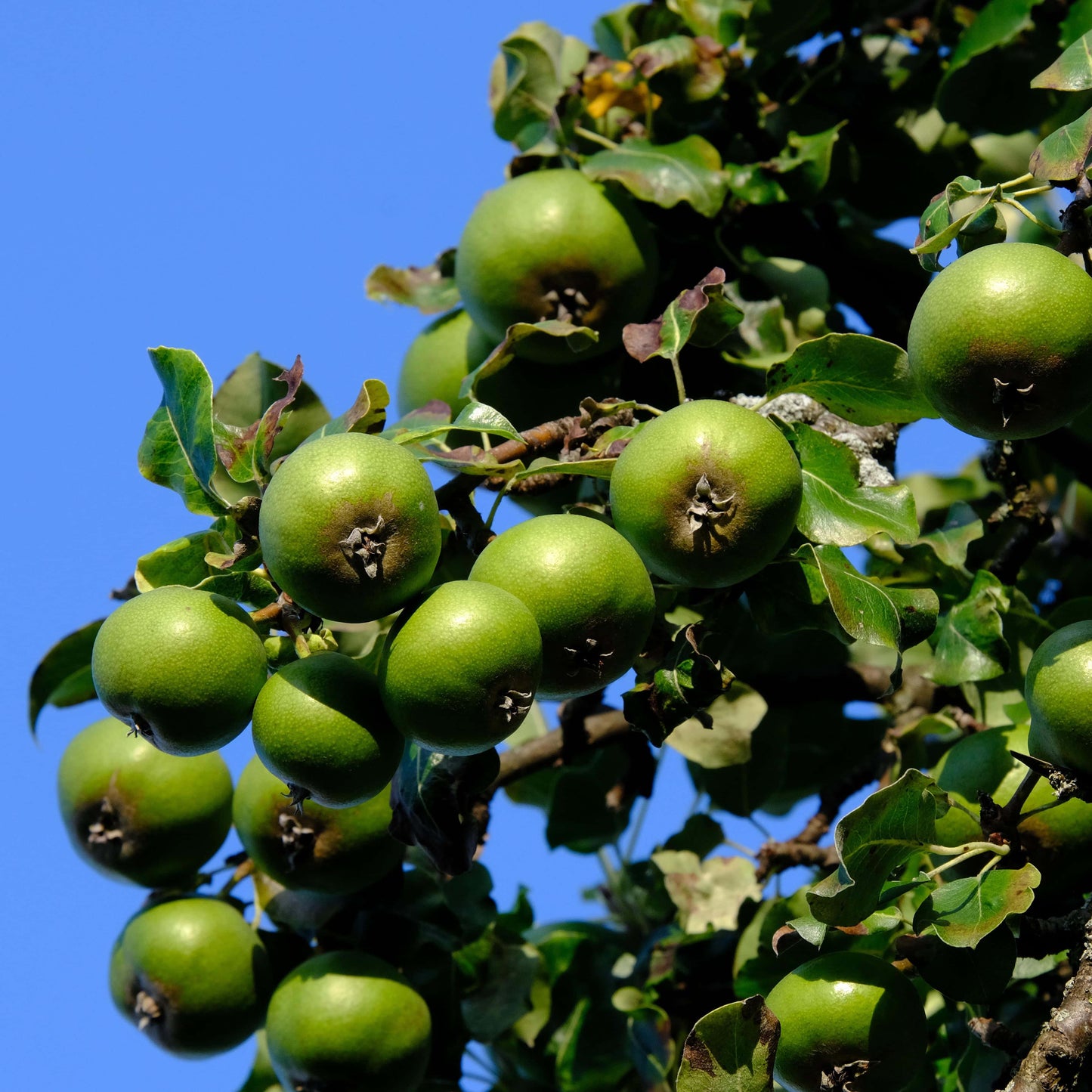 Wildbirnenbaum