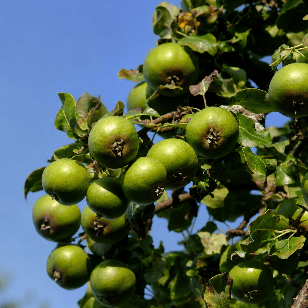 Wildbirnenbaum – Seltene heimische Baumart