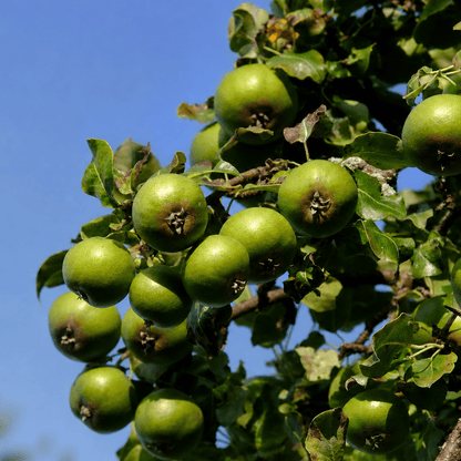 Wildbirnenbaum – Seltene heimische Baumart